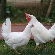 Leghorn