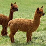Visit an Alpaca Farm