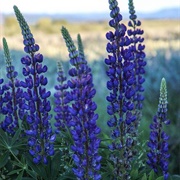 Wild Lupines