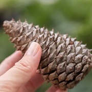 Gather Pinecones