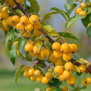 Golden Hornet (Malus × Zumi)