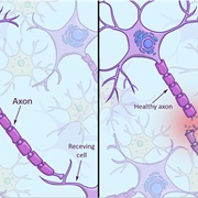 Neurons Do Not Regenerate