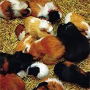A Horde of Hamsters
