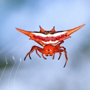 Long-Winged Kite Spider