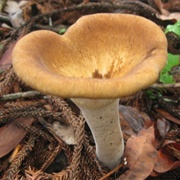 King Tuber Mushroom (Pleurotus Tuber-Regium)