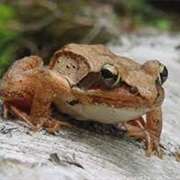 Wood Frog