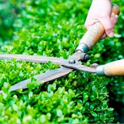 Trim Trees and Bushes