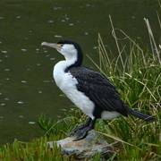 Australian Pied Cormorant