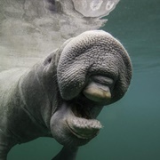 Dugong