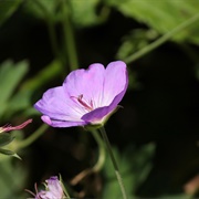 Meadow Geranium (Geranium Pratense)