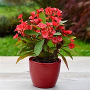 Crown of Thorns Plant