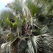 Lala Palm (Hyphaene Coriacea)