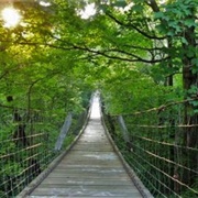 Lover's Leap Swinging Bridge