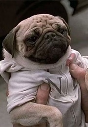 Men in Black II (Frank the Pug) (1997)