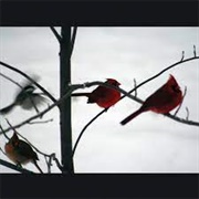 McCarthy Trenching - Calamity Drenching