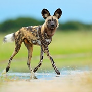 African Painted Wolf