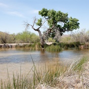 Quitobaquito Springs