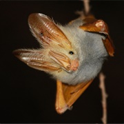 Yellow Winged Bat
