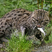 Fishing Cat