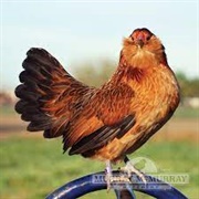 Quail D'Anvers Bantam