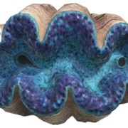 Gigas Giant Clam