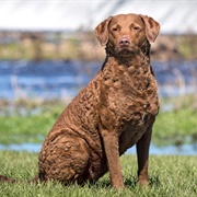 Groom a Chesapeake Bay Retriever