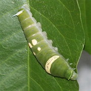 Ulysses Butterfly Caterpillar
