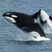 See a Wild Orca