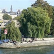 Saule Pleureur De La Pointe, Paris