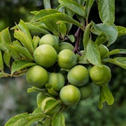 Green Plum (Buchanania Obovata)