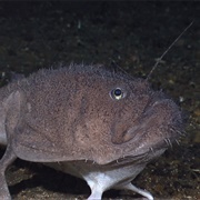 Angler Fish