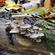 Pleurotus Abieticola