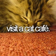 Visit Cat Cafe