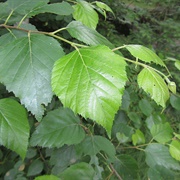 Paper Birch Leaves