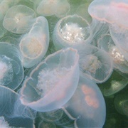 A Smack of Sea Jellies