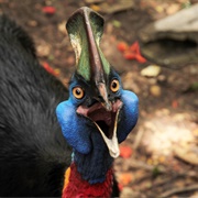 Cassowary