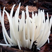 Fairy Fingers (Clavaria Fragilis)