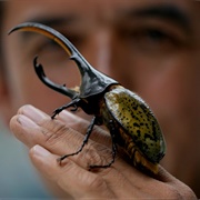 Hercules Beetles