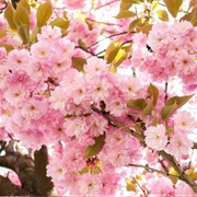 Japanese Cherry (Prunus Serrulata)
