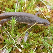 Palmate Newt