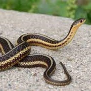 Butler's Gartersnake