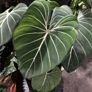 Philodendron Gloriosum