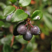 Andean Blueberry (Vaccinium Floribundum)