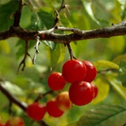 Oklahoma Plum (Prunus Gracilis)
