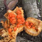 Entawak (Artocarpus Anisophyllus)