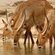 A Tribe of Antelope