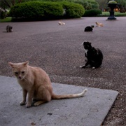 The Cats of Jackson Square