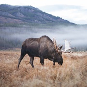 Yukon Wildlife Preserve, Canada