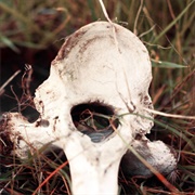 The Cow Bones of Mount Diablo