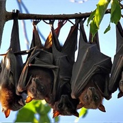 A Hanger of Bats